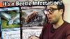 A New Sacrifice Deck Is Winning In Pauper Uw Familiars Vs Beetle Sacrifice Mtg Paper Gameplay
